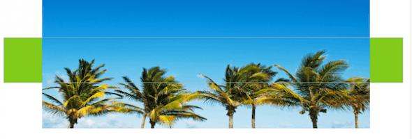 Palmera